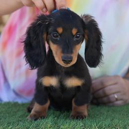 Blue boy - Black and tan male Dachshund puppy in Lancaster, California from Avignon