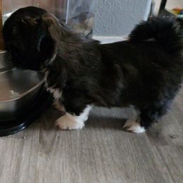 Calib - Black and white male Shih Tzu puppy in Filer, Idaho from Shih Tzu Kennels