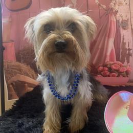 Charlie - Yorkshire Terrier