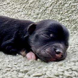 Dotty - Black and tan female Havanese puppy in Hendersonville, North Carolina from Kim's Cove Dog Co.