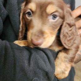 Dachshund Puppies from FureverFL