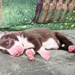 Jean Grey - White and red female Border Collie puppy in Avilla, Indiana from Borderline Kennels