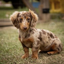 Aspen - Dachshund