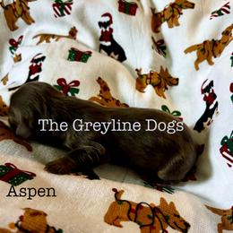 Dachshund Puppies from The Greyline Dogs