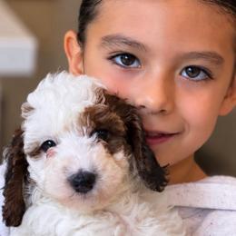 Donald - Parti male Poodle puppy in Yuciapa, California from AlltheDoodlez_