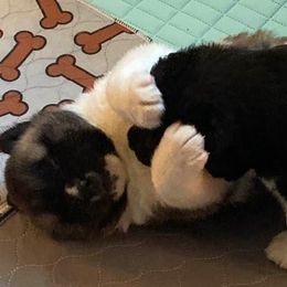 Akita Puppies from Chelsea's Akitas