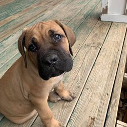 Cane Corso Puppies from DiCampo Cane Corso