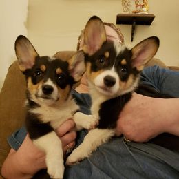 Pembroke Welsh Corgi Puppies from Tshandra Corgis