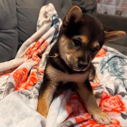 Fawn - Black and tan female Shiba Inu puppy in Las Vegas, Nevada from GBs Shiba Inu's