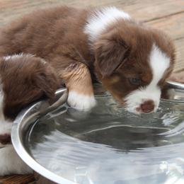 Australian Shepherd Puppies from Starlit Grove Australian Shepherds