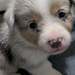 Bluie tri merle boy (dilute merle) - Blue merle and white male American Corgi puppy in Loretto, Kentucky from Duncan's Border Collies and Corgis