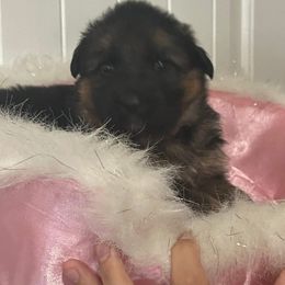 Bright Pink Collar - Black and red female German Shepherd puppy in Gunter, Texas from Gunter Gables German Shepherds
