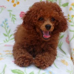 Mindy - Red  female Poodle puppy in Hurricane Mills, Tennessee from Scenic Hills Kennels