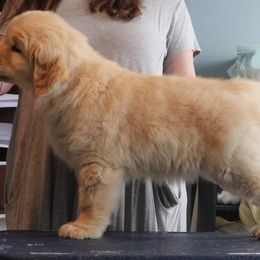 Golden Retriever Puppies from Meirzah Golden Retrievers