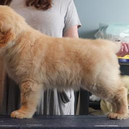 Golden Retriever Puppies from Meirzah Golden Retrievers