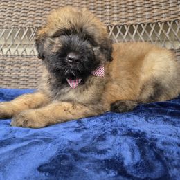 AKC Benton - Fawn male Bouvier des Flandres puppy in Marionville, Missouri from Sandbox Puppies