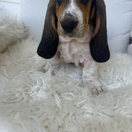 Daffy - Black white and brown male Basset Hound puppy in Lone Jack, Missouri from Wee Little Bassets