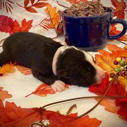 Coffee - Black & white male Australian Shepherd puppy in Brookfield Township, Ohio from AussieLand Shepherds