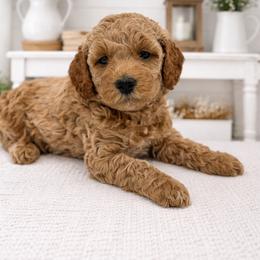 Cindy Brady - Apricot female Goldendoodle puppy in O'fallon, Missouri from Rockin R Doodles