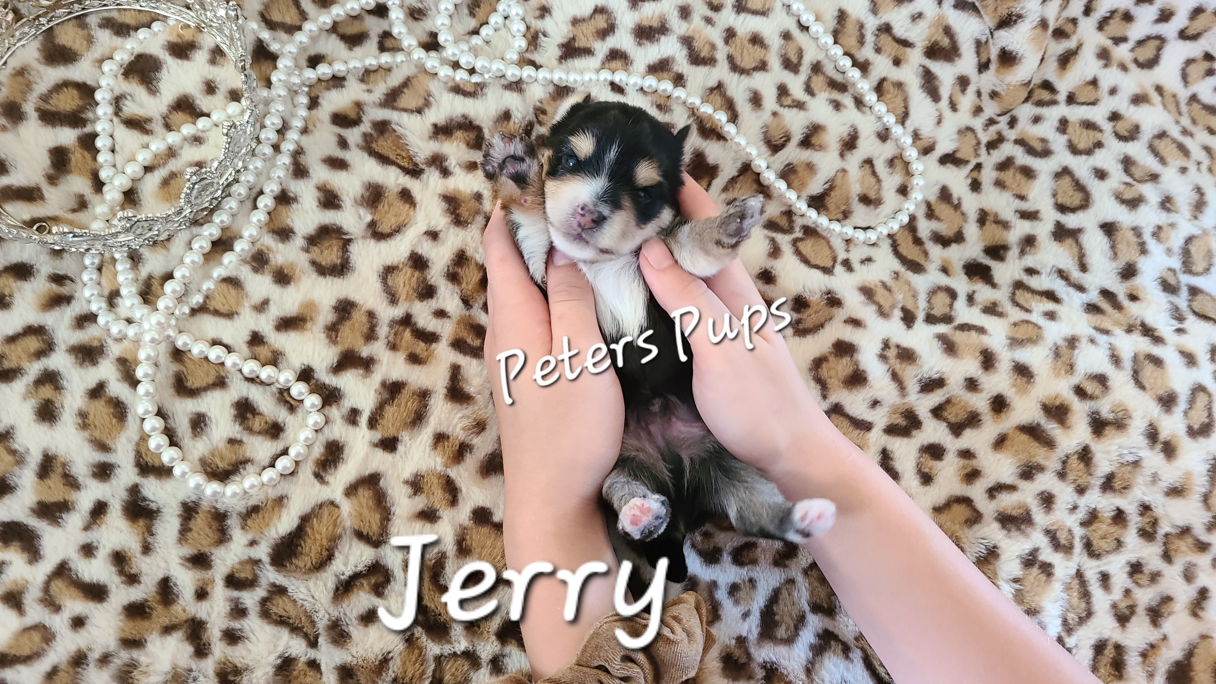 Yorkshire Terrier Puppies from Peters Pups Yorkshire Terriers