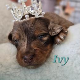 Ivy - Red merle female Aussiedoodle puppy in Prescott Valley, Arizona from Ramirez Family Doodles
