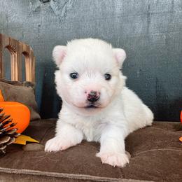 Boy 2 - male American Eskimo Dog puppy in Live Oak, Florida from Pecan Ridge Puppies
