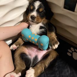 Bernese Mountain Dog Puppies from Jena's Blissful Bernese Mountain Dogs