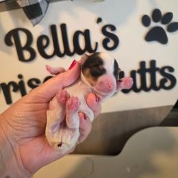 Parker - Parti male Yorkshire Terrier puppy in Clermont, Florida from Bella's Prissy Butts