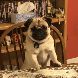 Lucy - Pug