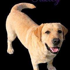 Labrador Retriever All Grown Up from Raising Hope Labradors