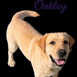Labrador Retriever All Grown Up from Raising Hope Labradors