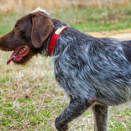 Wirehaired Pointing Griffon Puppies from Saint Barbara's Wirehaired Pointing Griffons