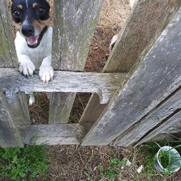 Teddy Roosevelt Terrier and Toy Fox Terrier All Grown Up from LoupGarou Terriers