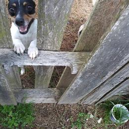Teddy Roosevelt Terrier and Toy Fox Terrier All Grown Up from LoupGarou Terriers