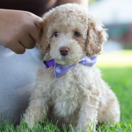 Aussiedoodle Puppies from Dreamydoodle NW