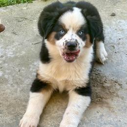 Yellow - Black tri male Miniature Australian Shepherd puppy in Silver Creek, Mississippi from E4 Farm Mini Aussie’s