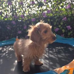 Ms. Waffles 3220 - Fawn (isabella) and tan female Dachshund puppy in Bristol, Tennessee from It's Mini Wieners Baby