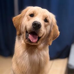 Zaina - Golden Retriever