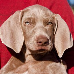 Weimaraners from Brooksburg Weimaraners