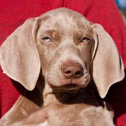 Weimaraners from Brooksburg Weimaraners