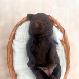 Honey - Chocolate female Goldendoodle puppy in North Carolina from Tuxedo Mountain Doodles
