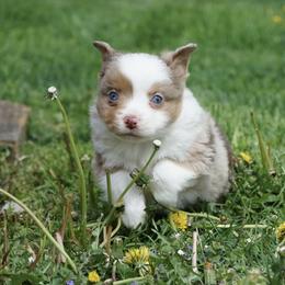 Mycroft - Red merle male Australian Shepherd puppy in Holmesville, Ohio from Coffee Run Spring at Miller Farms