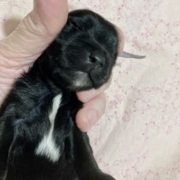 Maltipoo, Morkie, and Yorkipoo Puppies from Danza Bolo