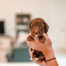 Twix - Chocolate female Goldendoodle puppy in Punta Gorda, Florida from Transformation Acres Goldendoodle