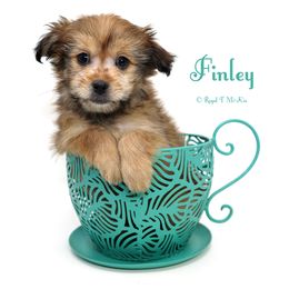 Finley - Brown male Mi-Ki puppy in Elizabeth, Colorado from Royal T Mi-Kis