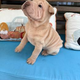 Miley - Cream female Chinese Shar-Pei puppy in Statesville, North Carolina from Red Clay's Chinese Shar-pei