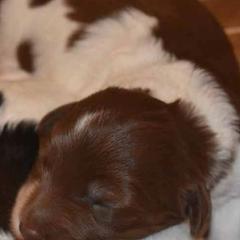 Polish Lowland Sheepdogs from StarPONs