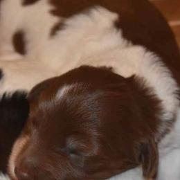 Polish Lowland Sheepdogs from StarPONs