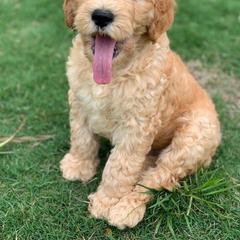 Goldendoodle, Old English Sheepdog, and Sheepadoodle Puppies from V6 Ranch Dogs