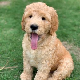 Goldendoodle, Old English Sheepdog, and Sheepadoodle Puppies from V6 Ranch Dogs